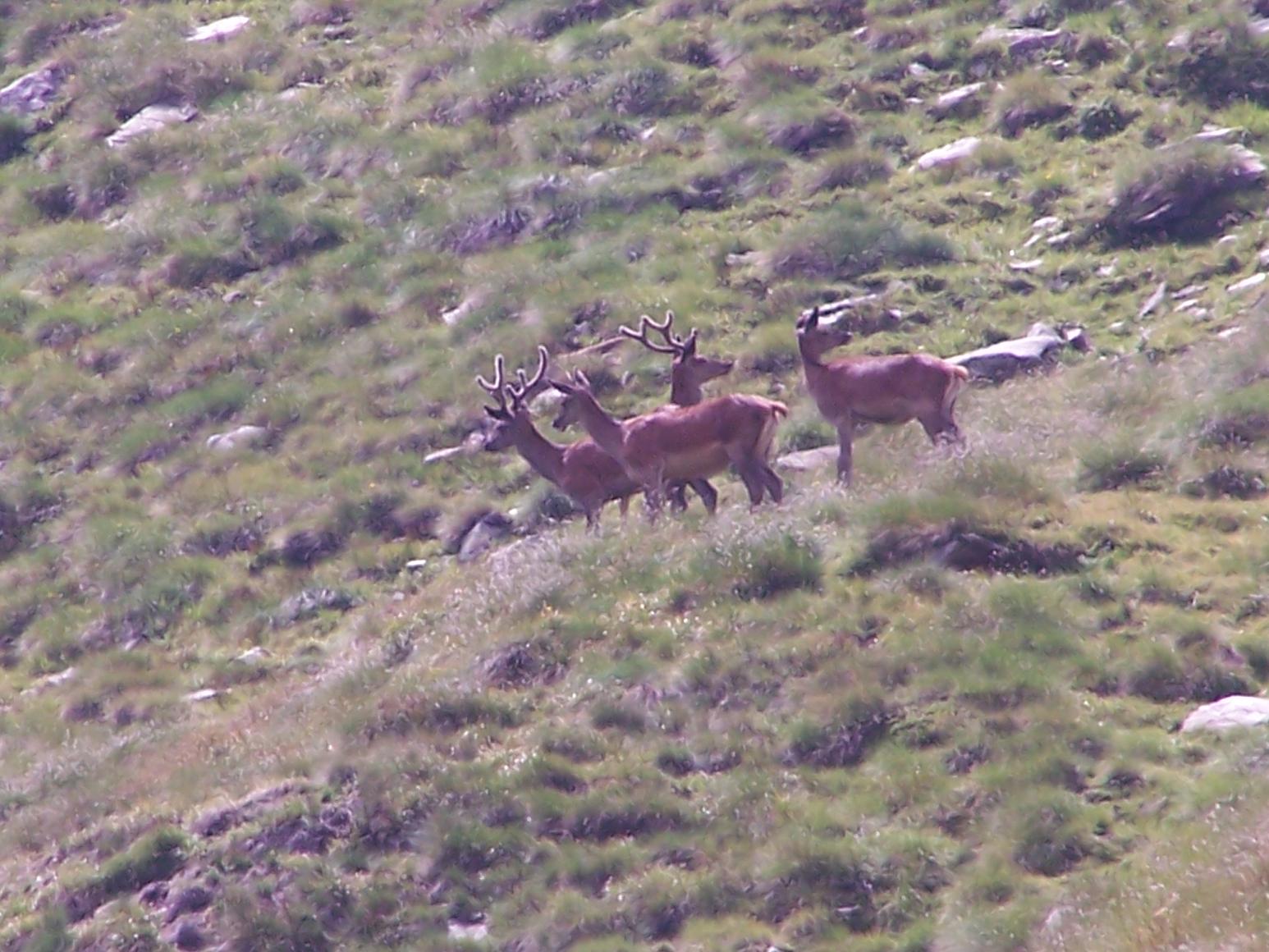 PASSIONE PER IL CERVO